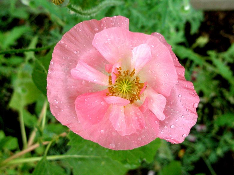 Free stock image of Pink Poppy with Raindrops created by Michele Moss