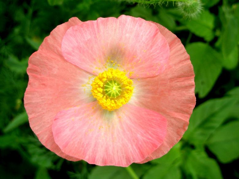 Free stock image of Pink Poppy created by Michele Moss