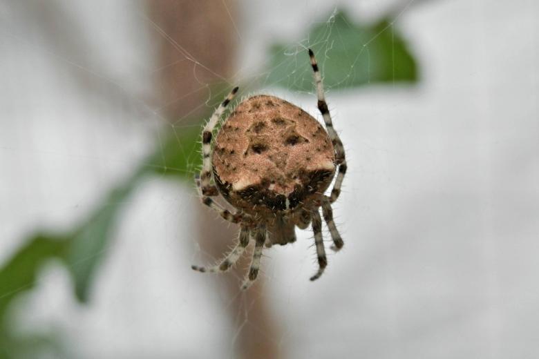 Free stock image of Cat face spider - Araneus gemmoides created by Michele Moss