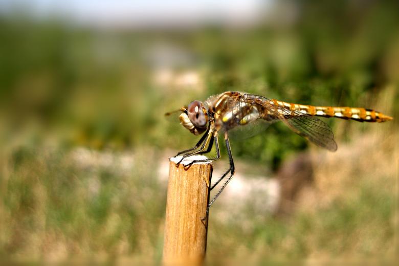 Free stock image of Dragonfly Resting created by Michele Moss