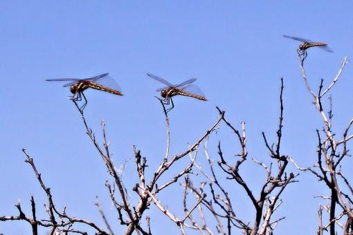 Dragonflies Resting