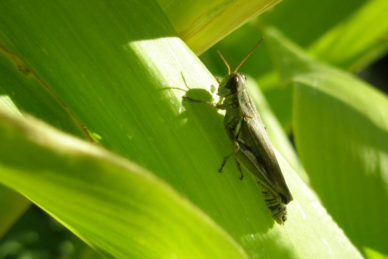 Free stock image of Grasshopper on a Corn Stalk created by Michele Moss