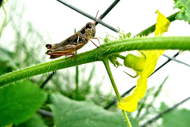 Free stock image of Grasshopper on Tomato Plant created by Michele Moss