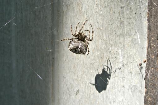 Orb Spider in the Sun