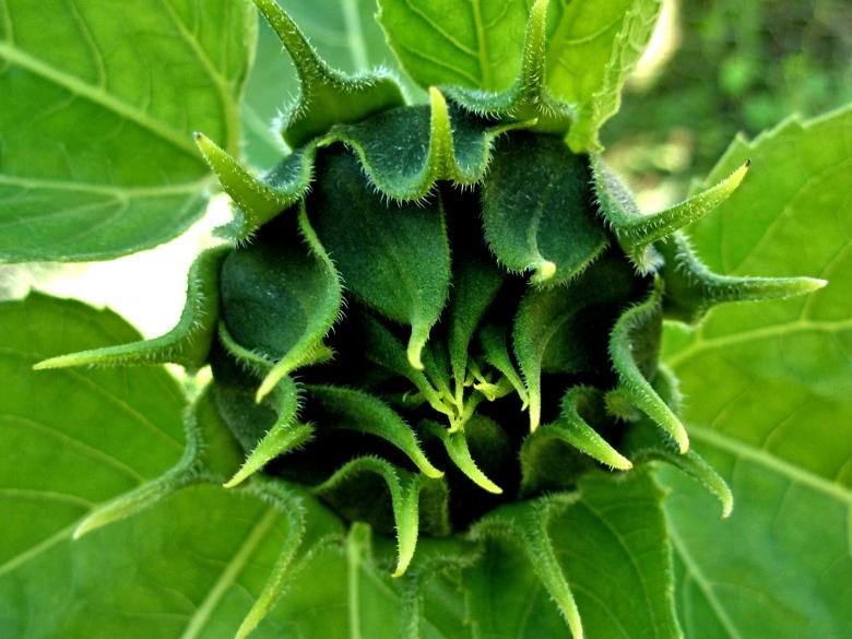 Free stock image of Sunflower Bud created by Michele Moss