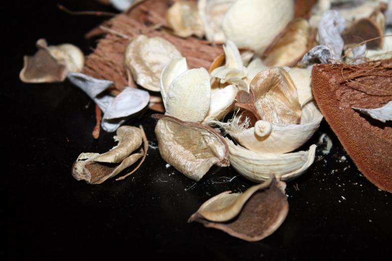 Free stock image of Dried flower petals created by NomeVizualizzato