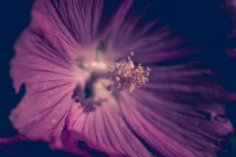 Free stock image of Red flower created by Alen