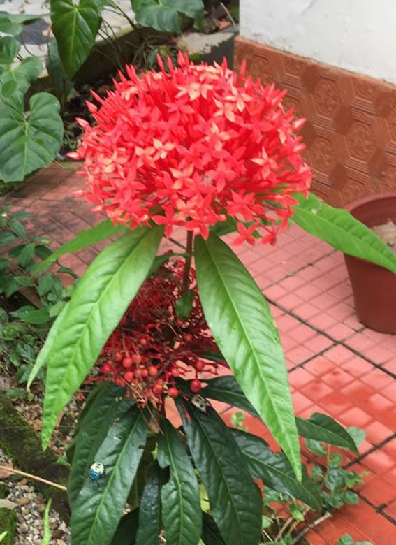 Free stock image of Flower From our Garden created by VIJOY M ALEXANDER