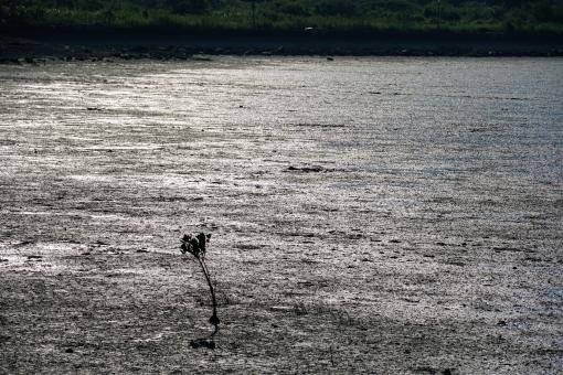 Wetlands