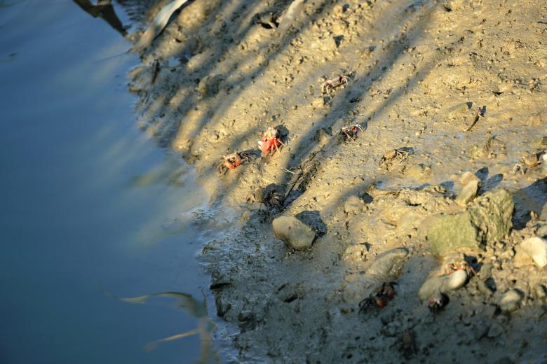 Free stock image of Fiddler Crab created by Weng Bee