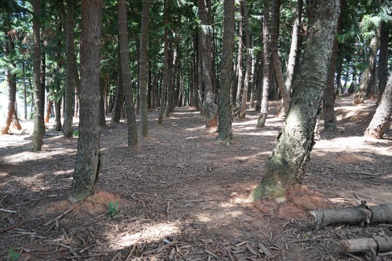 Free stock image of Trees in Taiwan created by Weng Bee