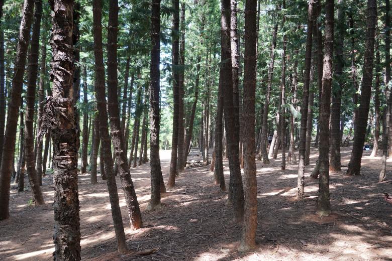 Free stock image of Rows of Trees created by Weng Bee