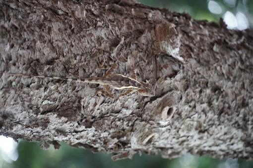 Camouflaged Lizard - Free Stock Photo