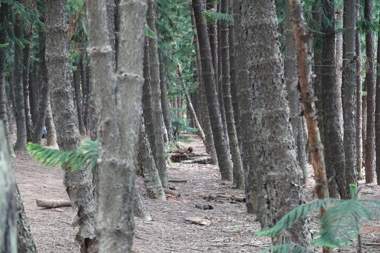 Free stock image of Old Trees in Forest created by Weng Bee