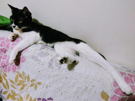 Lazy Cat