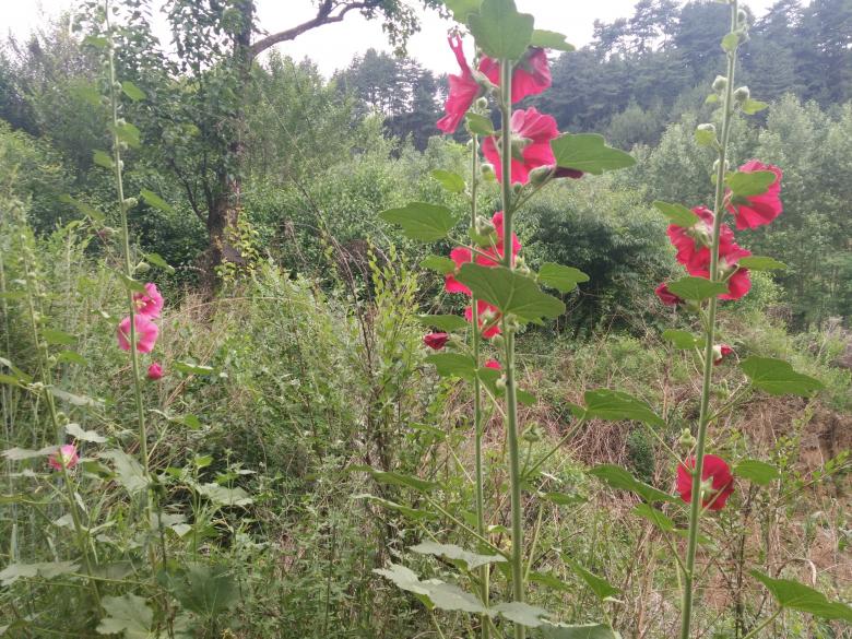 Free stock image of Pink Wild Flowers created by G xm