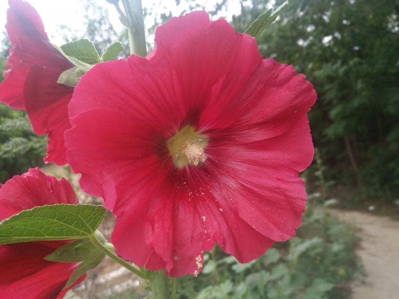Free stock image of Pink Flower in Bloom created by G xm