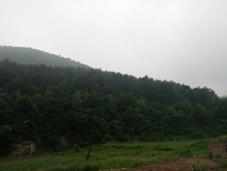 Rainy Wild Forest