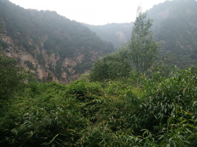 Free stock image of Trees in the Mountains created by G xm