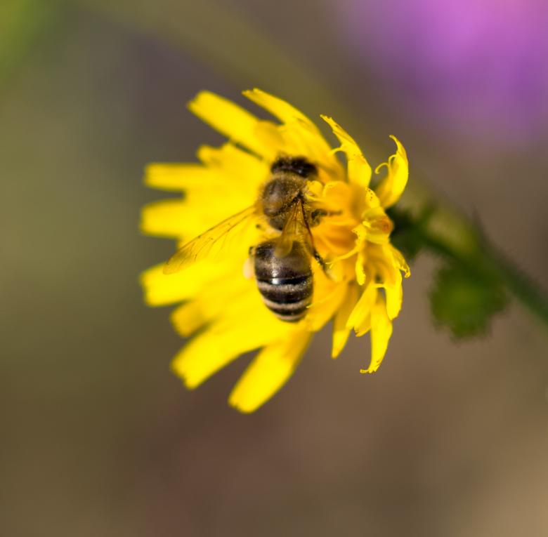 Free stock image of Yellow Flower with Bee created by Alen