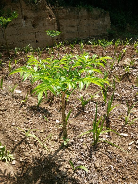 Free stock image of Plants in the Soil created by G xm