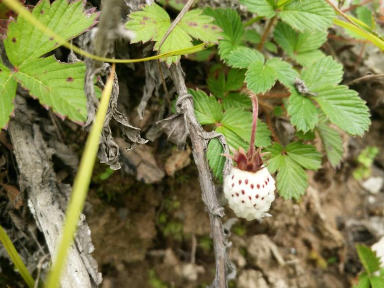 Free stock image of Wild White Strawberry created by G xm