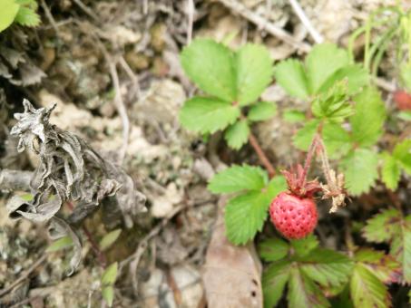 Wild strawberry - Free Stock Photo