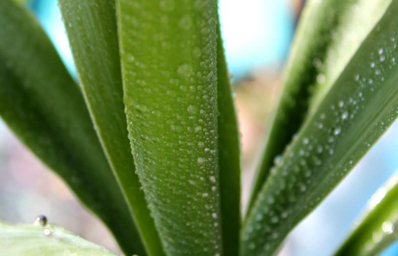 Free stock image of Succulent leaves and dew on it created by NomeVizualizzato
