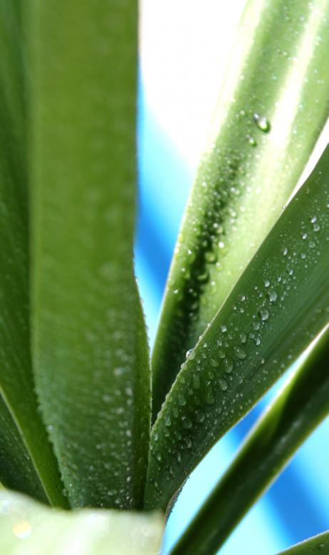 Free stock image of Big green succulent leaves created by NomeVizualizzato