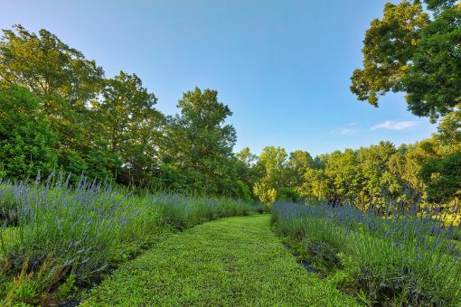 Soleado Lavender Trail - Free Stock Photo