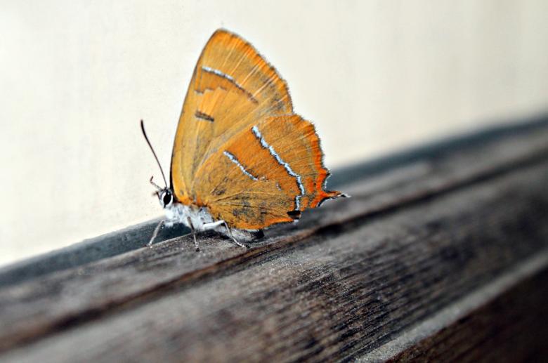 Free stock image of Orange Butterfly created by NomeVizualizzato