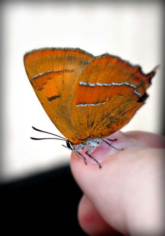 Free stock image of A beautiful orange butterfly created by NomeVizualizzato