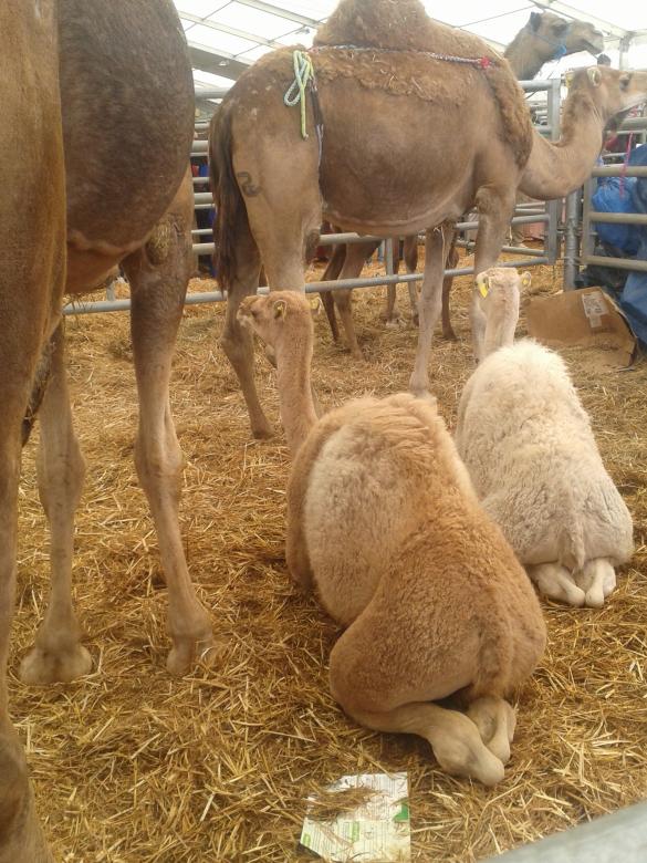 Free stock image of Camels  created by chakomajaw