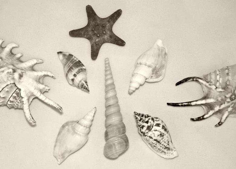 Free stock image of Assorted Shells created by NomeVizualizzato