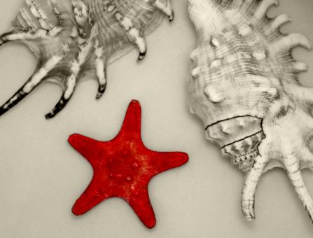A Red Starfish and Two Big Seashells - Free Stock Photo