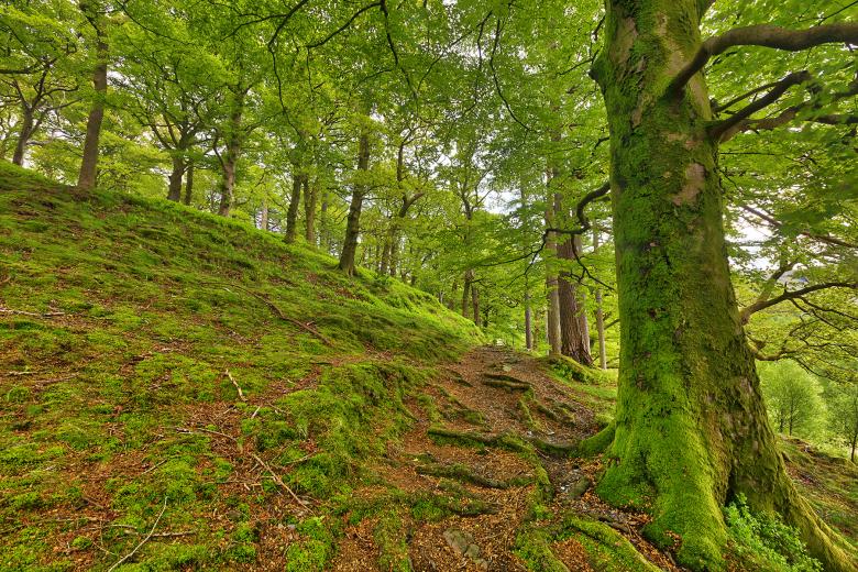 Free stock image of Dolbadarn Moss Forest Trail created by Nicolas Raymond