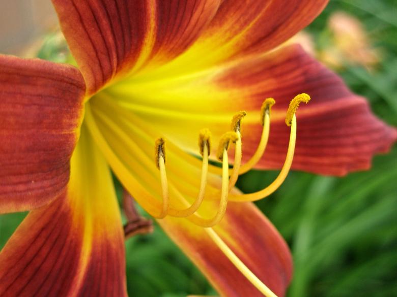 Free stock image of Lily with Pollen created by Michele Moss