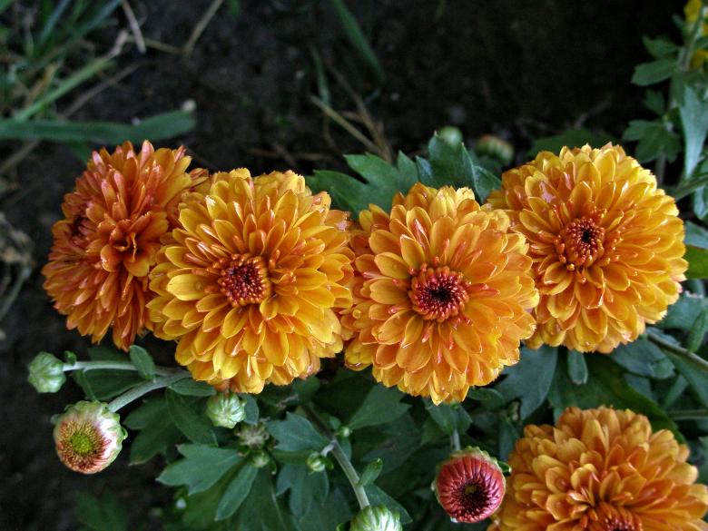 Free stock image of Burnt Orange Chrysanthemums created by Michele Moss