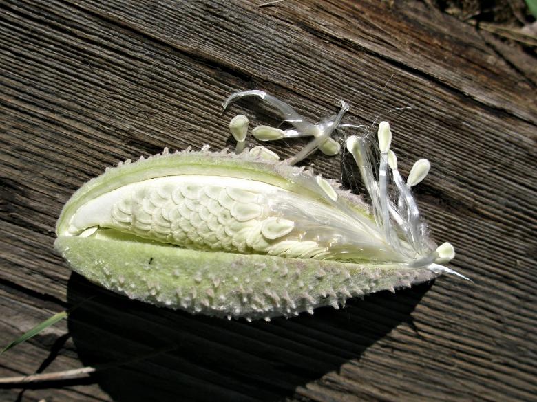 Free stock image of Milkweed Seed Pod created by Michele Moss