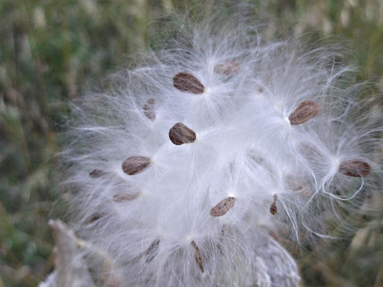Free stock image of Milkweed Seed Balls created by Michele Moss