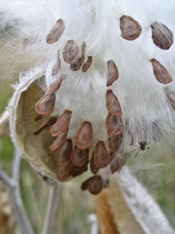 Free stock image of Spider on Milkweed Seed Silk created by Michele Moss
