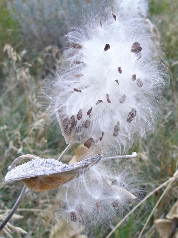 Free stock image of Milkweed Seeds Leaving Pods created by Michele Moss