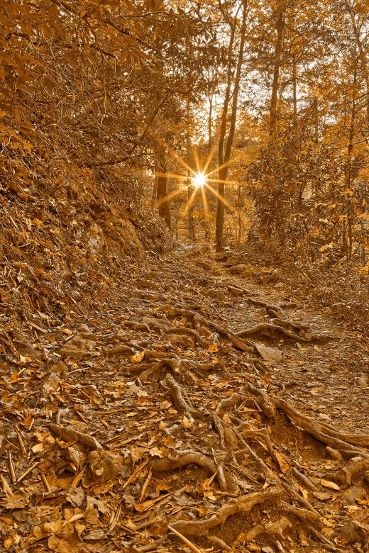 Free stock image of Golden Hour Sunburst Trail created by Nicolas Raymond