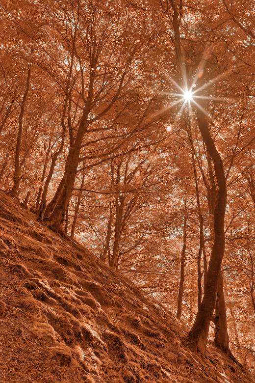 Free stock image of Salmon Moss Sunburst Forest created by Nicolas Raymond
