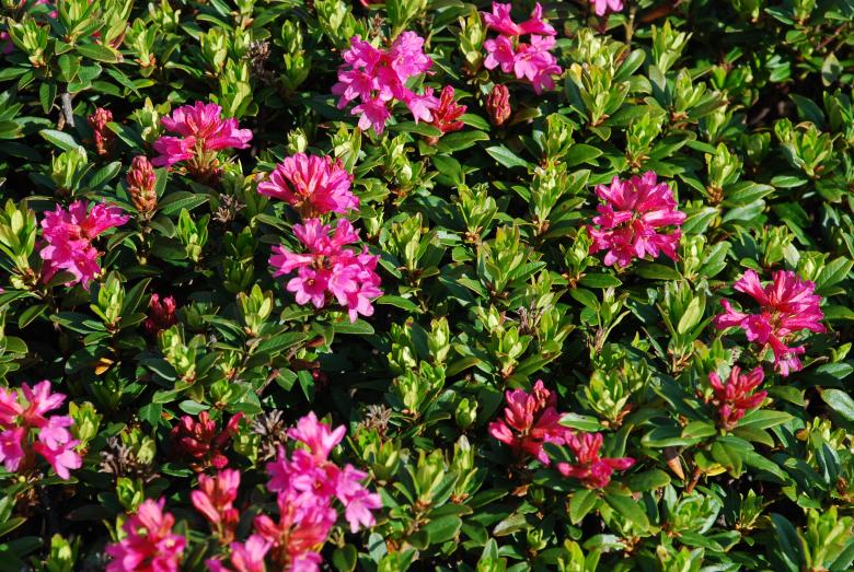 Free stock image of Pink Rhododendron created by CHRISTIAN HEMBERT