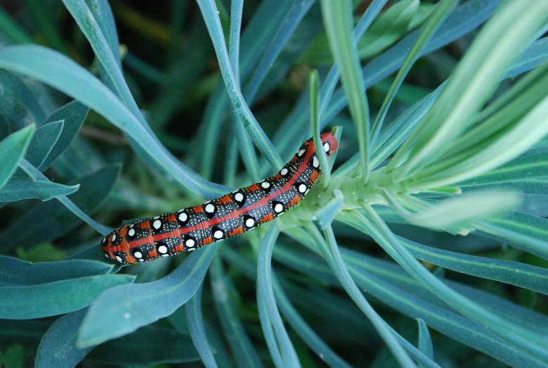 Free stock image of Caterpillar Insect created by CHRISTIAN HEMBERT