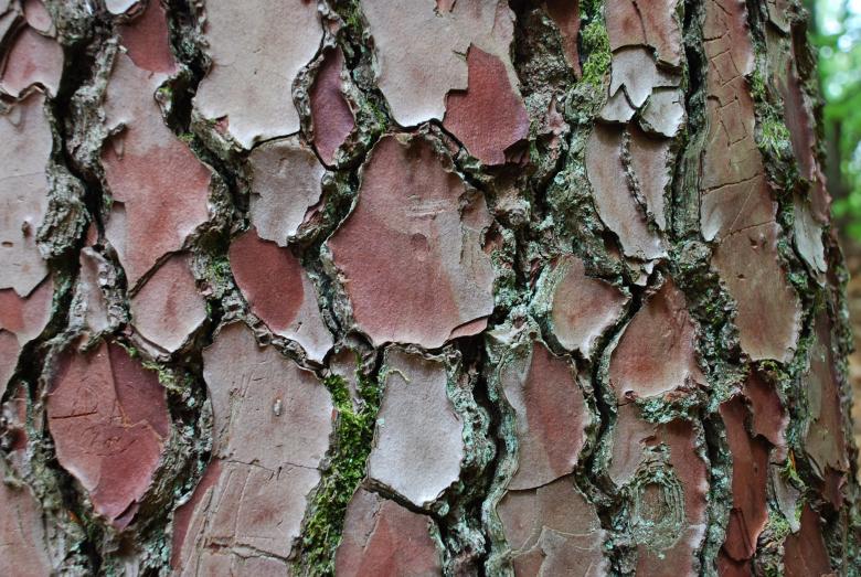 Free stock image of Tree Bark Texture created by CHRISTIAN HEMBERT