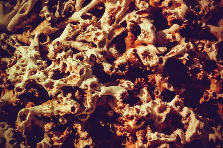 Free stock image of Dead Coral Texture created by Free Texture Friday
