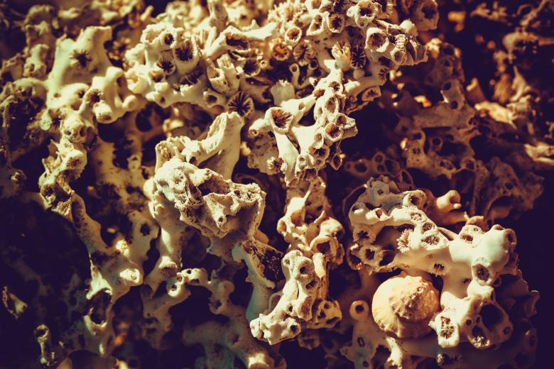 Free stock image of Dead Coral Skeleton Texture created by Free Texture Friday