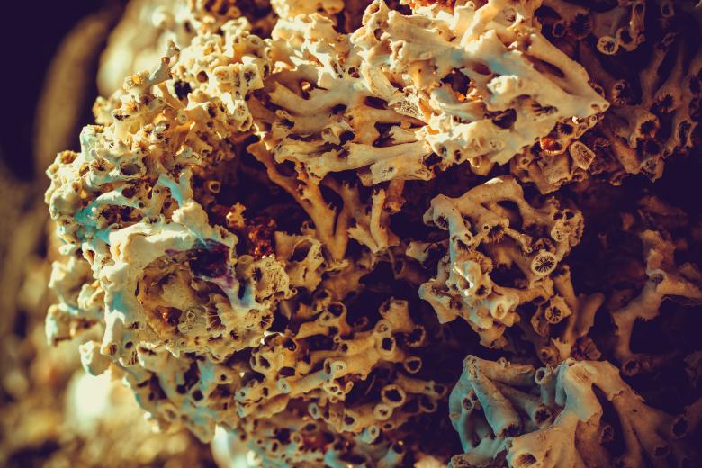 Free stock image of Dead Coral Skeleton created by Free Texture Friday
